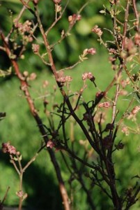 Blueberry buds